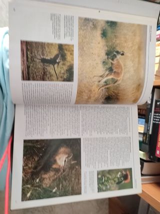 Aves , reptiles, anfibios, peces mamíferos.