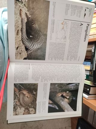 Aves , reptiles, anfibios, peces mamíferos.
