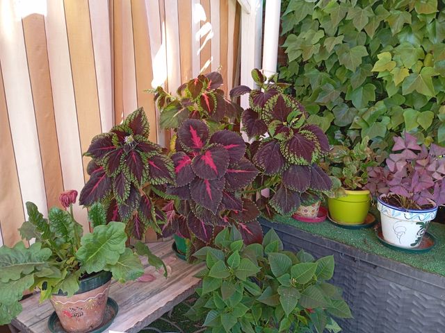 Coleo- cada día más grande. Va con el cubo