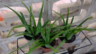 Aloe vera