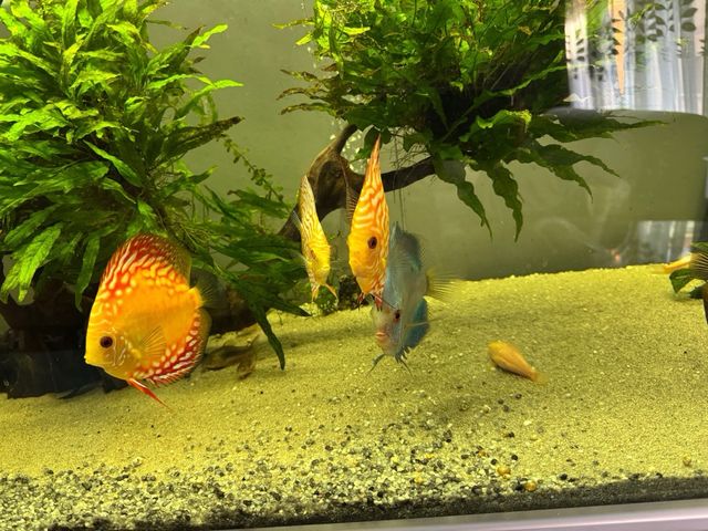 Acuario 500L -pecera grande