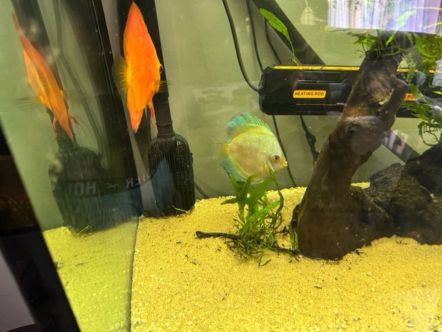 Acuario 500L -pecera grande