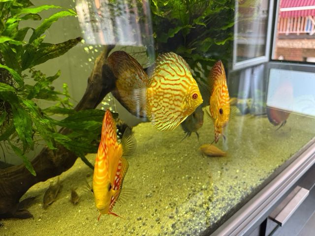 Acuario 500L -pecera grande