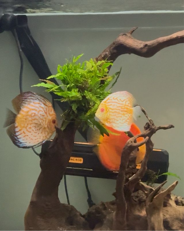 Acuario 500L -pecera grande