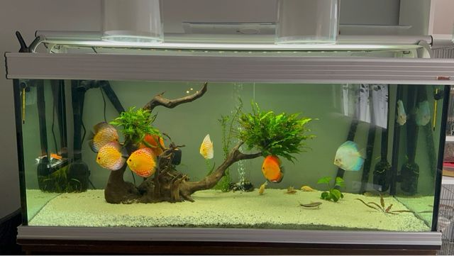 Acuario 500L -pecera grande