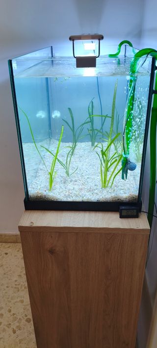 Acuario 