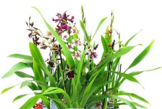 Orquídeas. Cambria sin flor ahora