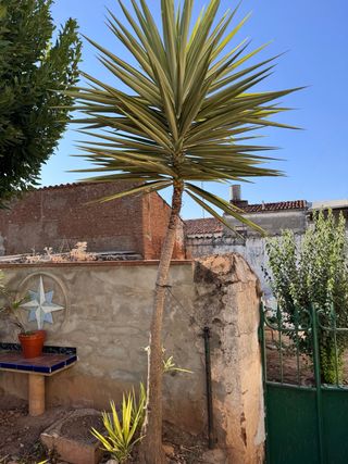 Yuca Elefante - 3,5m - Planta