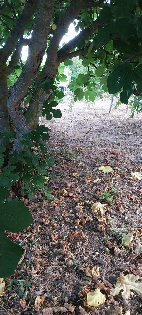 Huerto frutales: venta