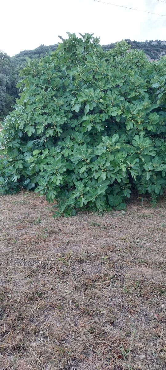 Huerto frutales: venta