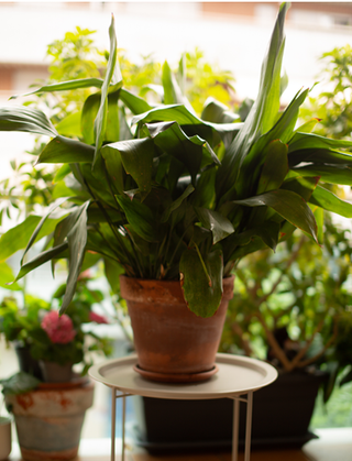 Planta Aspidistra