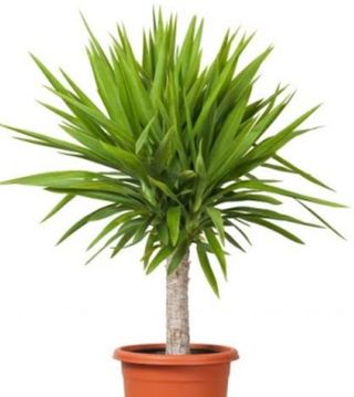 Planta Yucca exterior