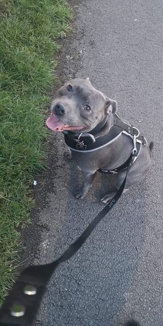 Paseadora y cuidadora de perros Alicante