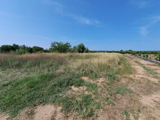 Terreno urbano Camí Cedre Burriana