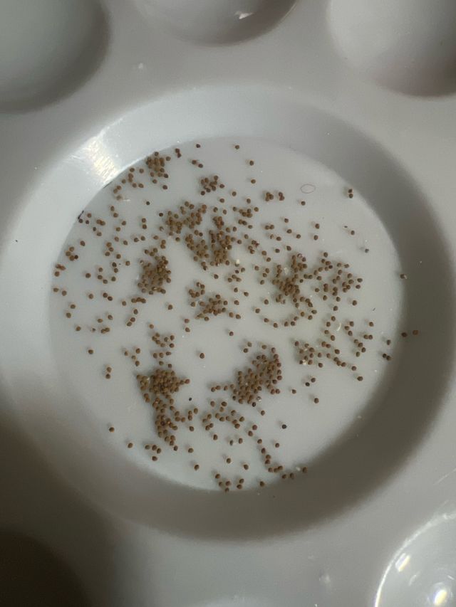 Semi succulenta Gymnocalycium