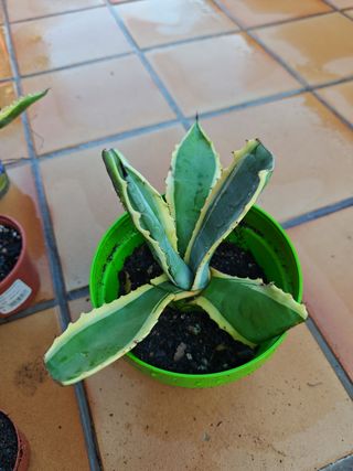 Agave americana: planta