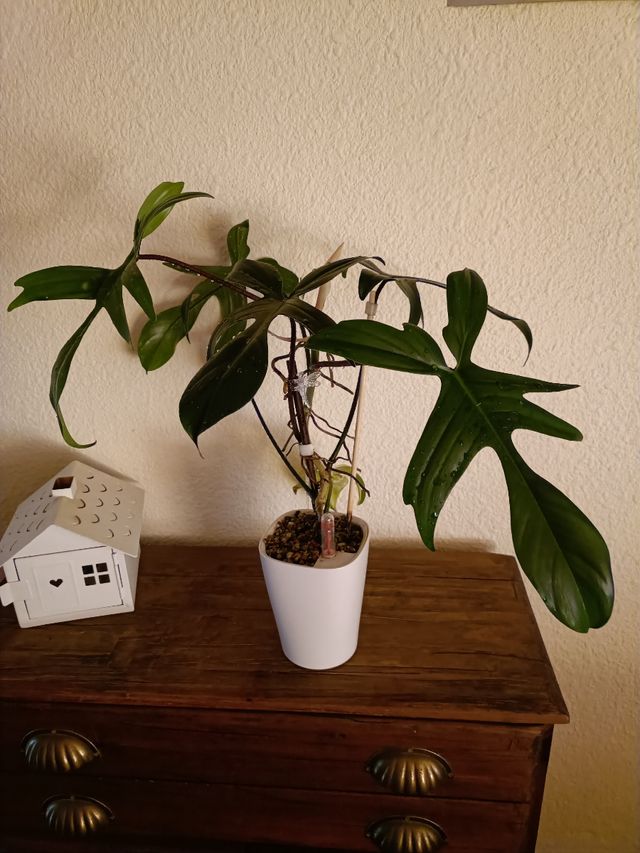 Philodendron Florida Beauty Variegata (REVERTIDO)