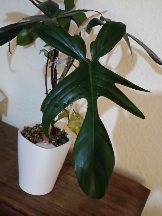 Philodendron Florida Beauty Variegata (REVERTIDO)