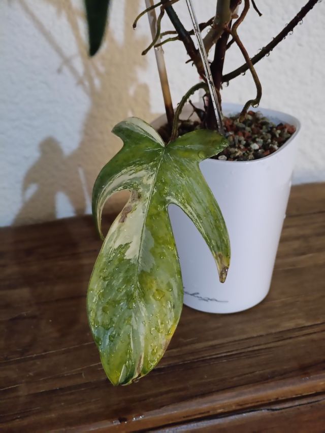 Philodendron Florida Beauty Variegata (REVERTIDO)