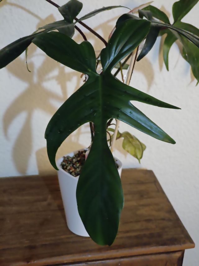 Philodendron Florida Beauty Variegata (REVERTIDO)
