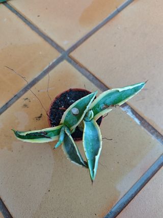 Agave americano - Planta pequeña