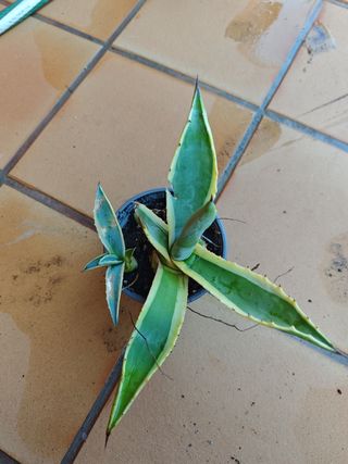 Agave americano: planta pequeña
