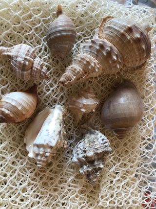 Caracolas marinas