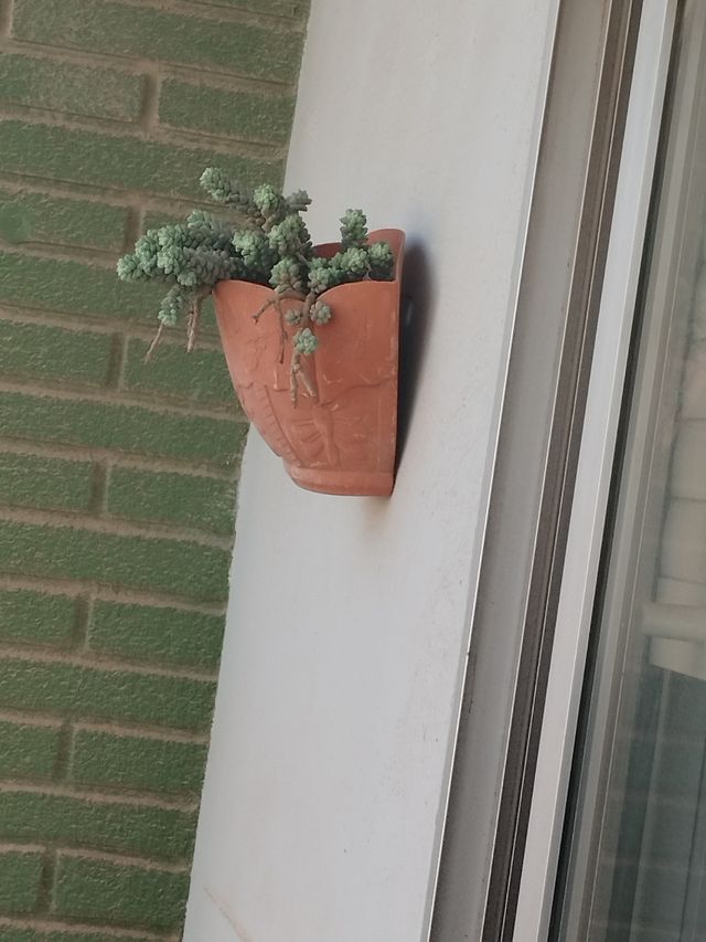 Sedum burrito - Planta suculenta