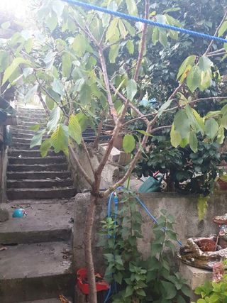 Árbol cerezo en maceta