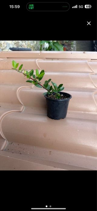 Pyracantha - planton bonsai (stok 15und) red