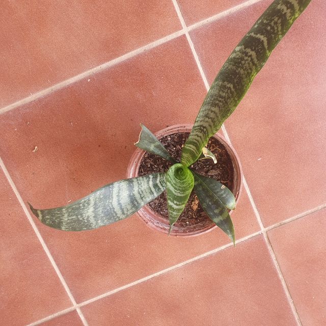 Sansevieria trifasciata  (Planta Serpiente
