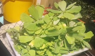 Plantas acuáticas flotantes