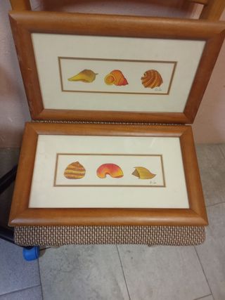2 Cuadros con conchas marinas