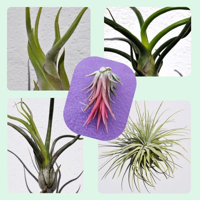 Lote Plantas del Aire Selectas (tilandsias) - 5...