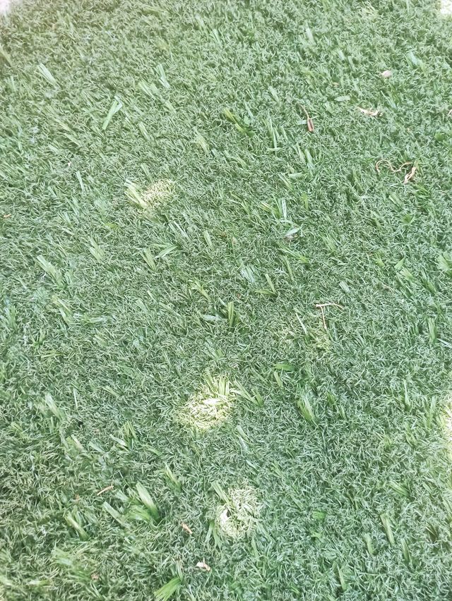 Cesped artificial reciclado 30mm