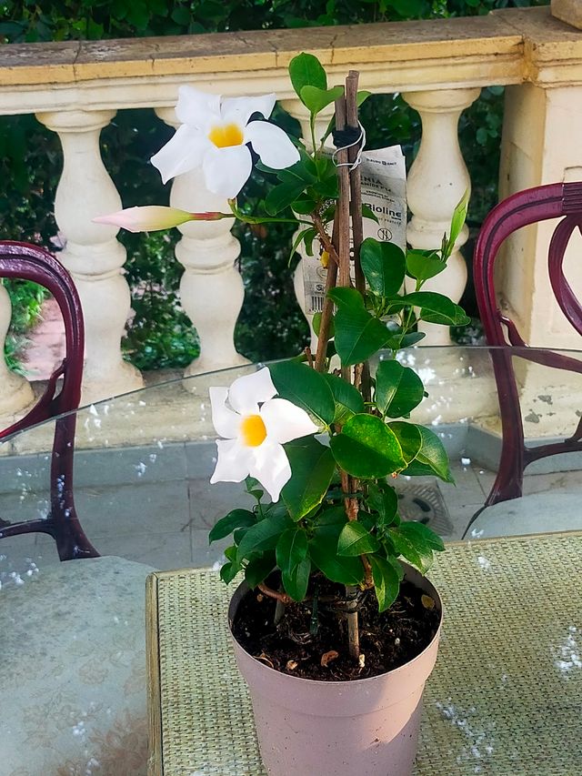 Dipladenia blanca - Planta trepadora
