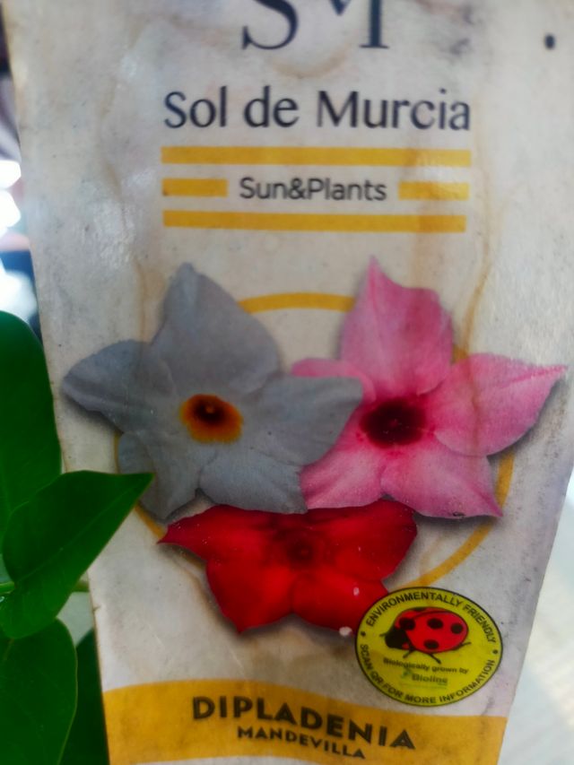 Dipladenia blanca - Planta trepadora