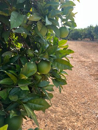 OPORTUNIDAD FINCA DE NAVELINAS EN PLENA PRODUCCIÓN