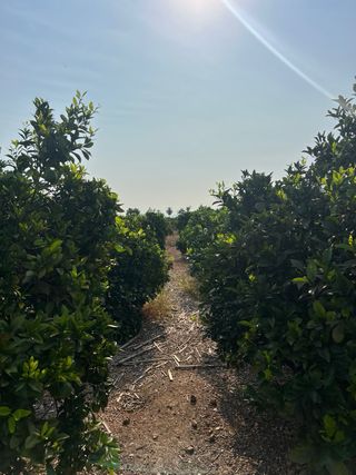 OPORTUNIDAD FINCA DE NAVELINAS EN PLENA PRODUCCIÓN