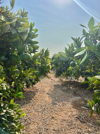 OPORTUNIDAD FINCA DE NAVELINAS EN PLENA PRODUCCIÓN