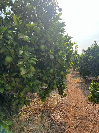 OPORTUNIDAD FINCA DE NAVELINAS EN PLENA PRODUCCIÓN