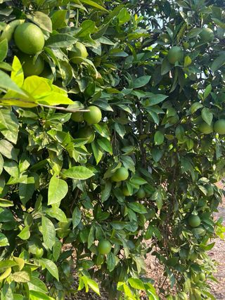 OPORTUNIDAD FINCA DE NAVELINAS EN PLENA PRODUCCIÓN