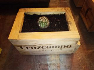 Variedad de Cactus suculento en maceta de madera