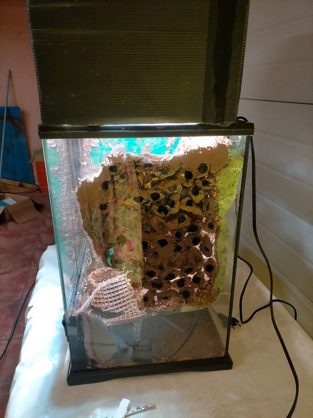 Terrario para cangrejos vampiro