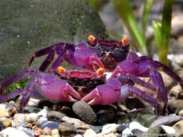 Terrario para cangrejos vampiro