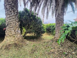Se realizan trabajos de jardinería 