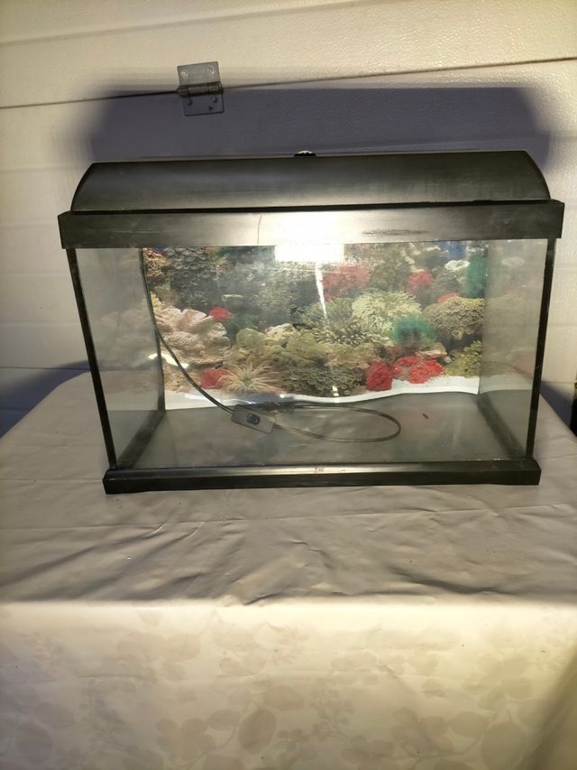 Acuario terrario pequeño