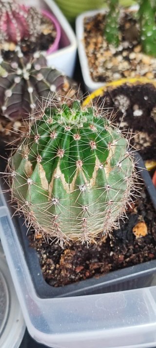 Cactus Echinopsis híbrido