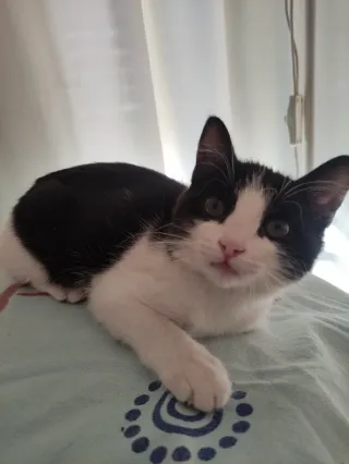 Cuidadora de mascotas