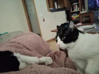 Cuidadora de mascotas